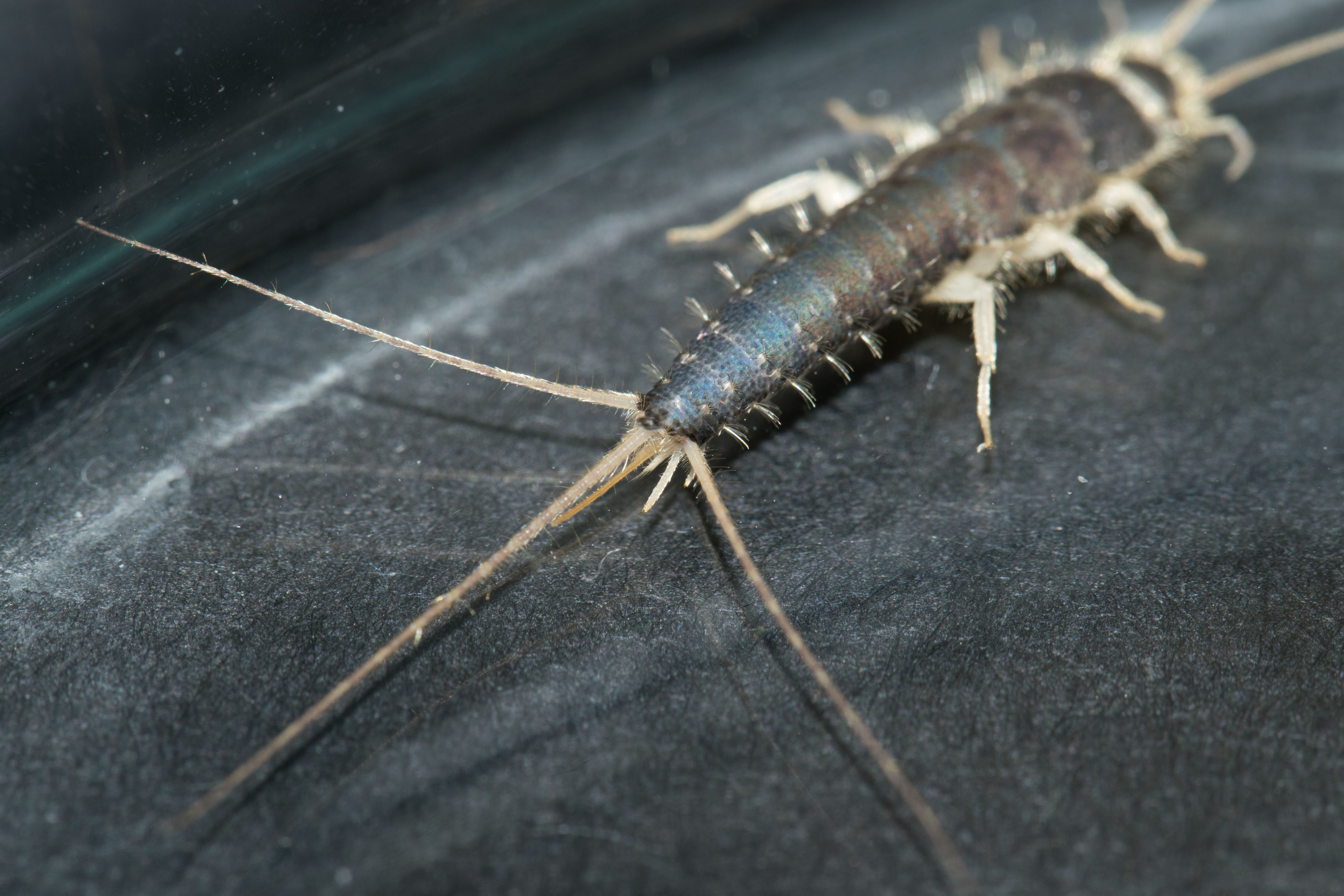 Paperitoukalla on kolme pitkää takasukasta.