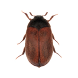 Ruskoturkiskuoriainen.