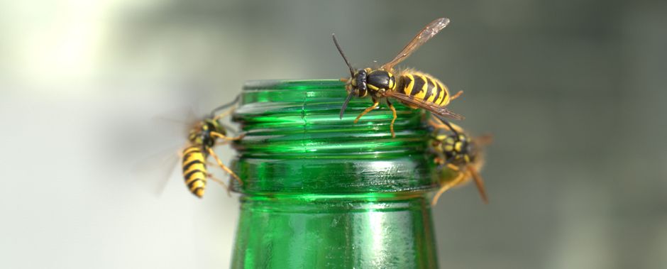 Ampiaiset voivat olla ikävä riesa etenkin loppukesällä.