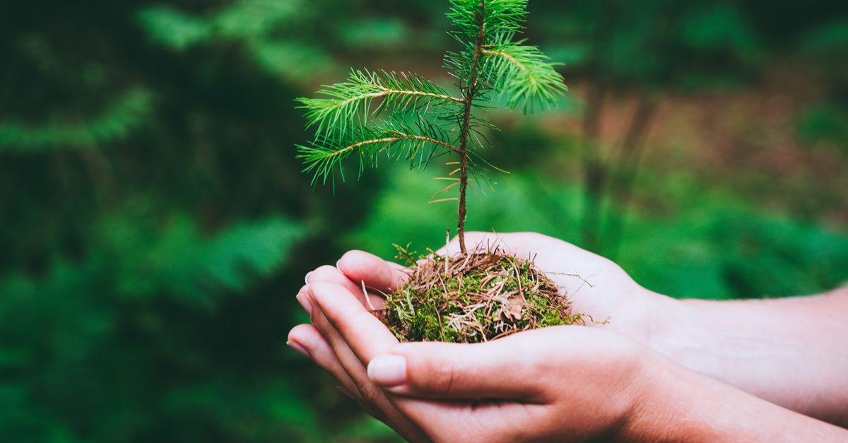 Istutapuita.fi yhteistyössä