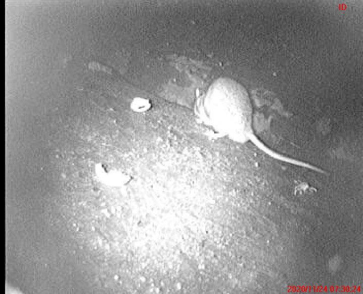 Smart Cam -videokuvaa rotista.