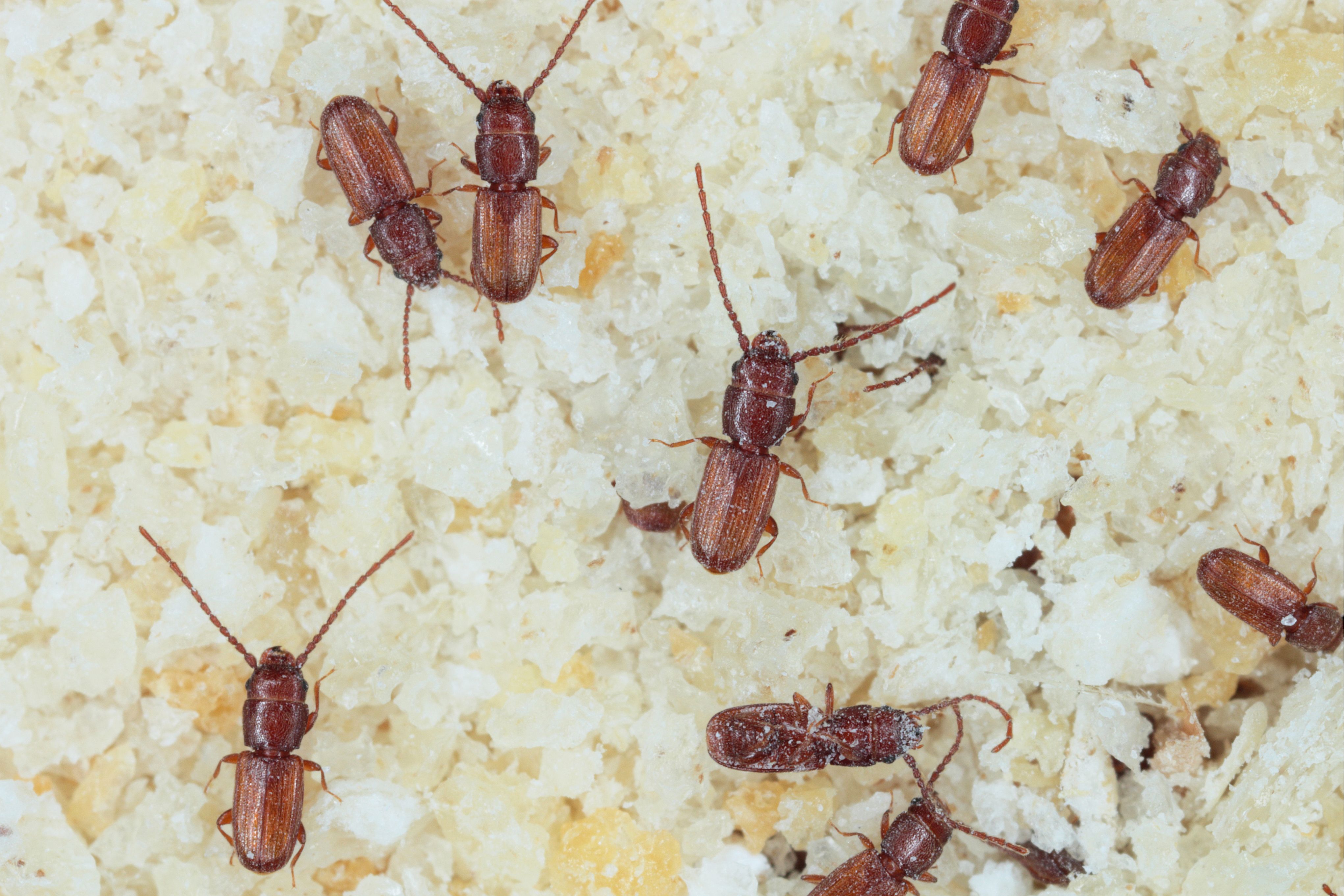 Valmistautuminen elintarviketuholaisten torjuntaan