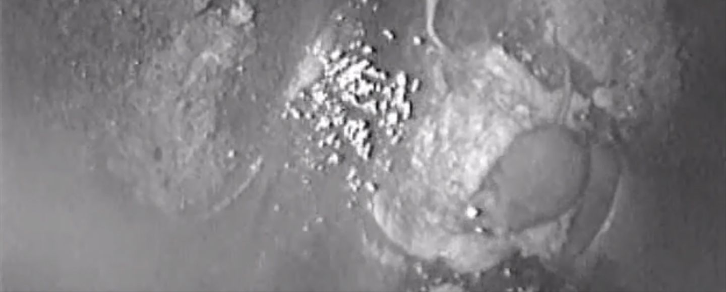 Rottaongelmasta rottasotaan