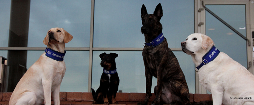 Anticimexin ensimmäiset lutikkakoirat