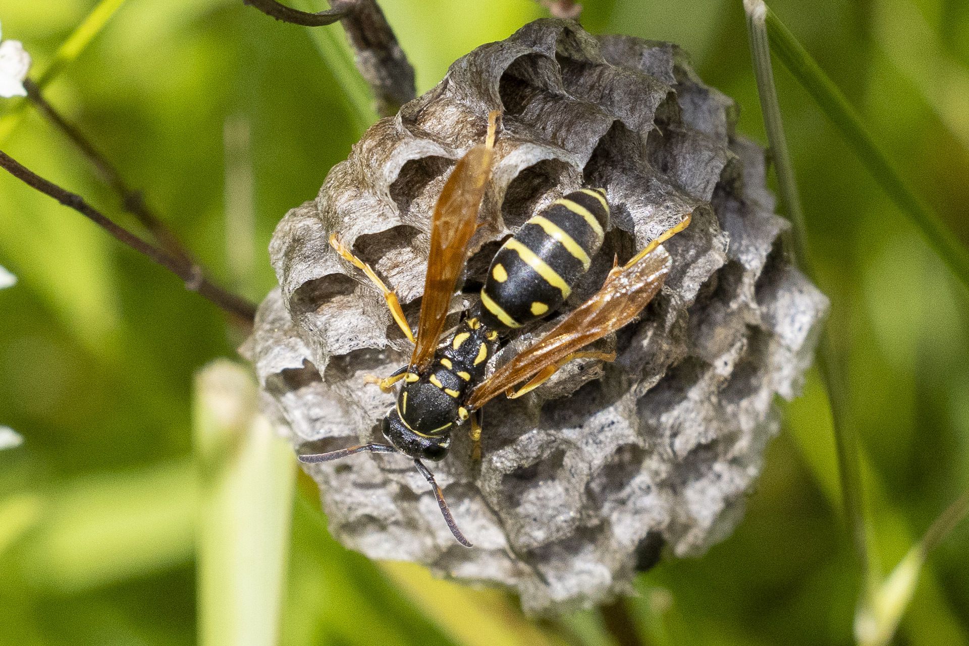 Sironeuliainen (Polistes albellus).