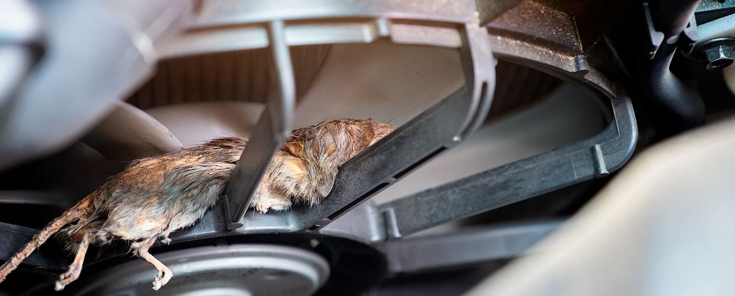 Odottamattomat kulut rotista