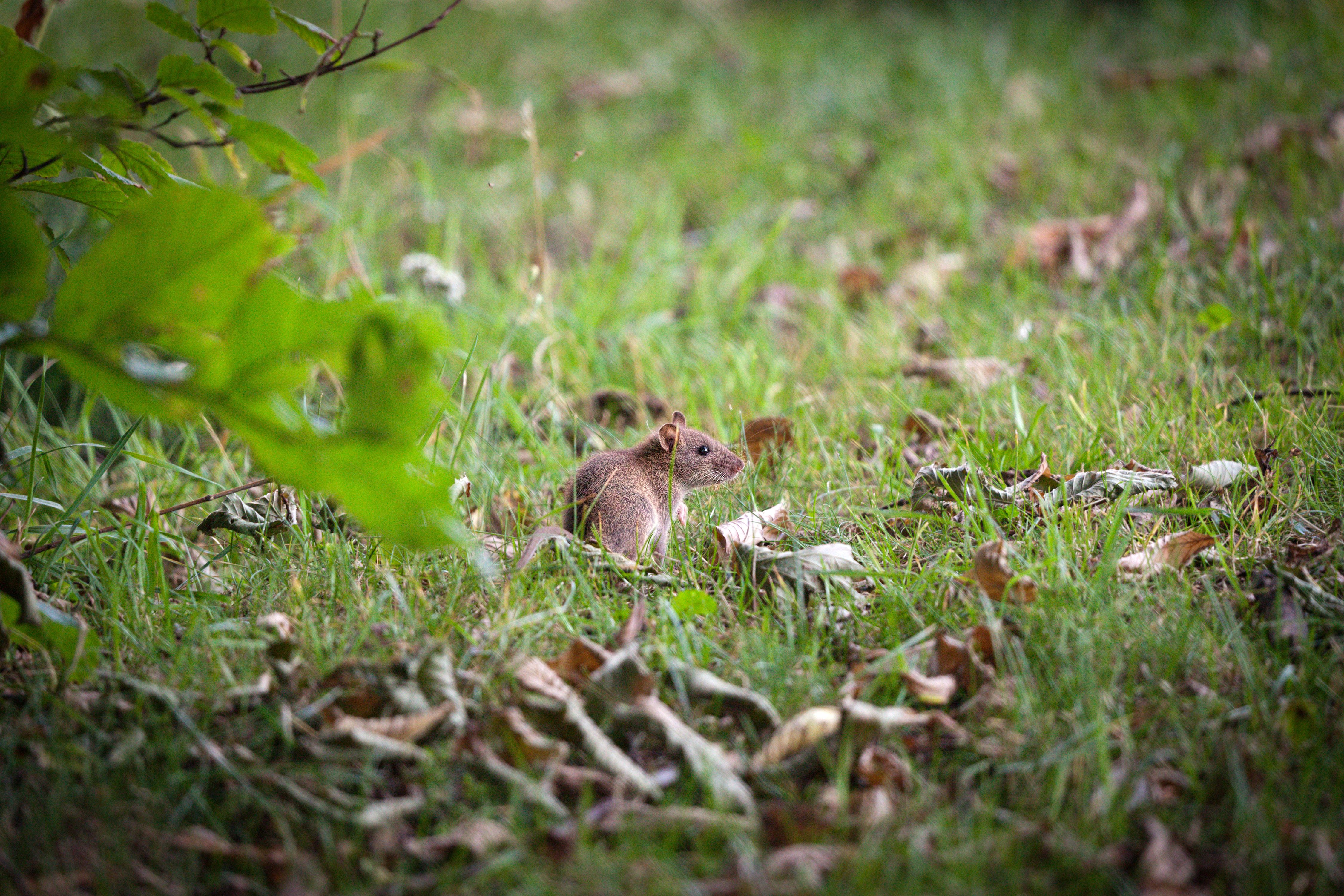 Jyrsijätorjunta onnistuu ammattilaisten avulla.