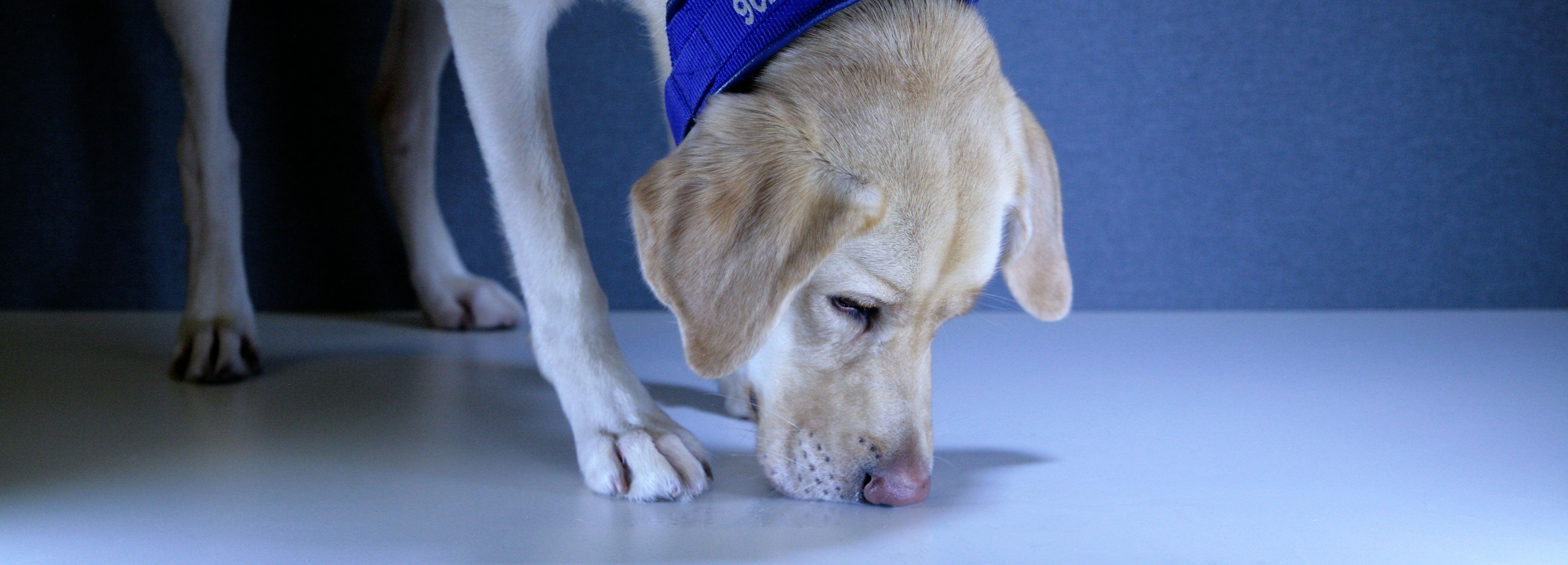 Anticimexin lutikkakoirapalvelu.