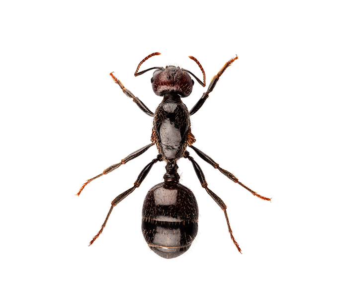 Sokerimuurahainen (Lasius niger).