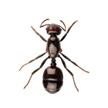 Sokerimuurahainen (Lasius niger).