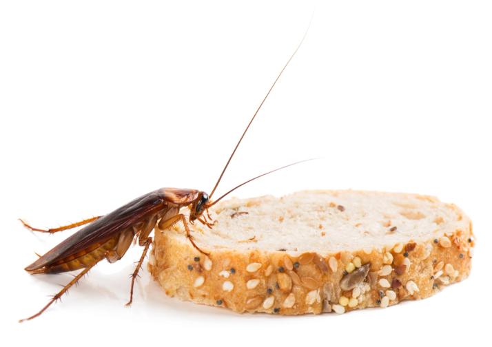 Amerikantorakka leivänpalan äärellä.