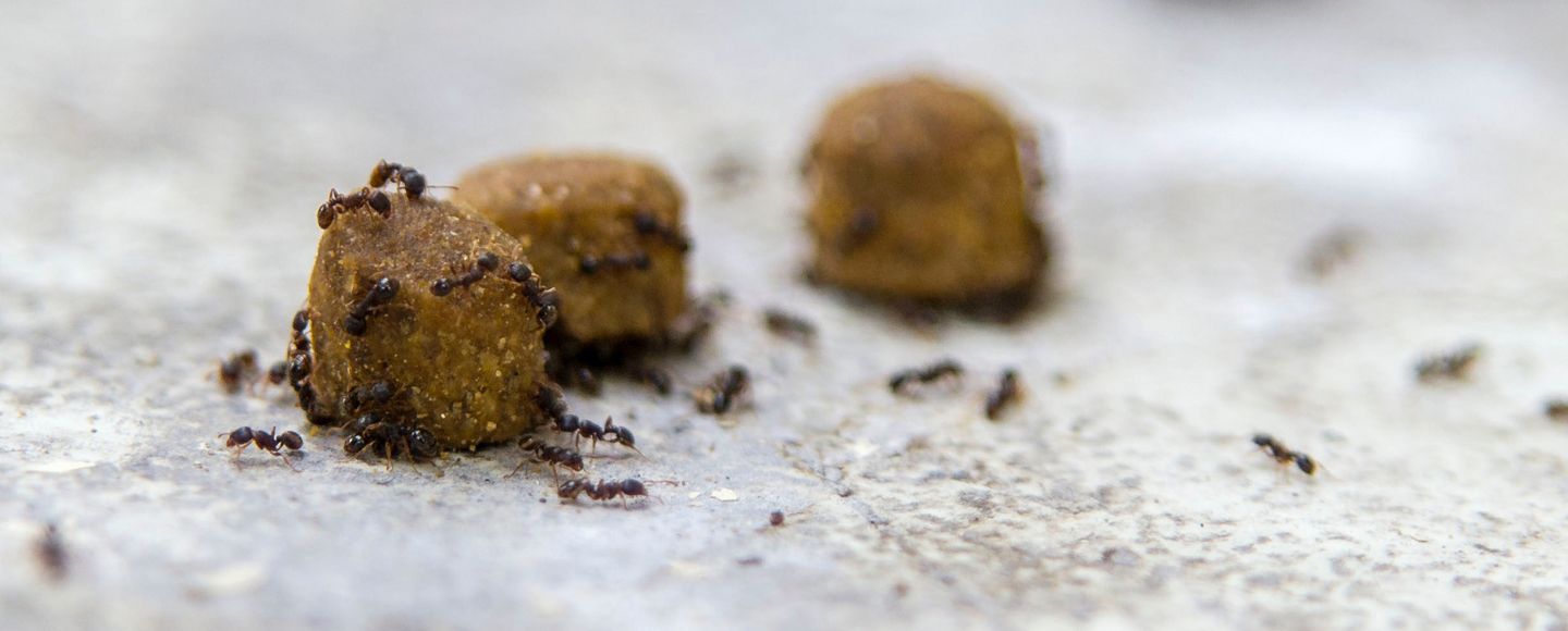 Mauriainen on makealle perso.