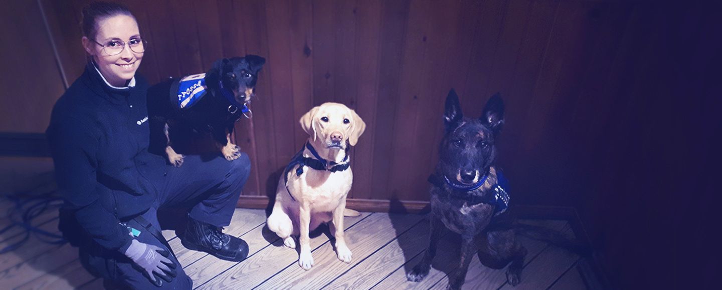 Ohjaaja ja lutikkakoirat