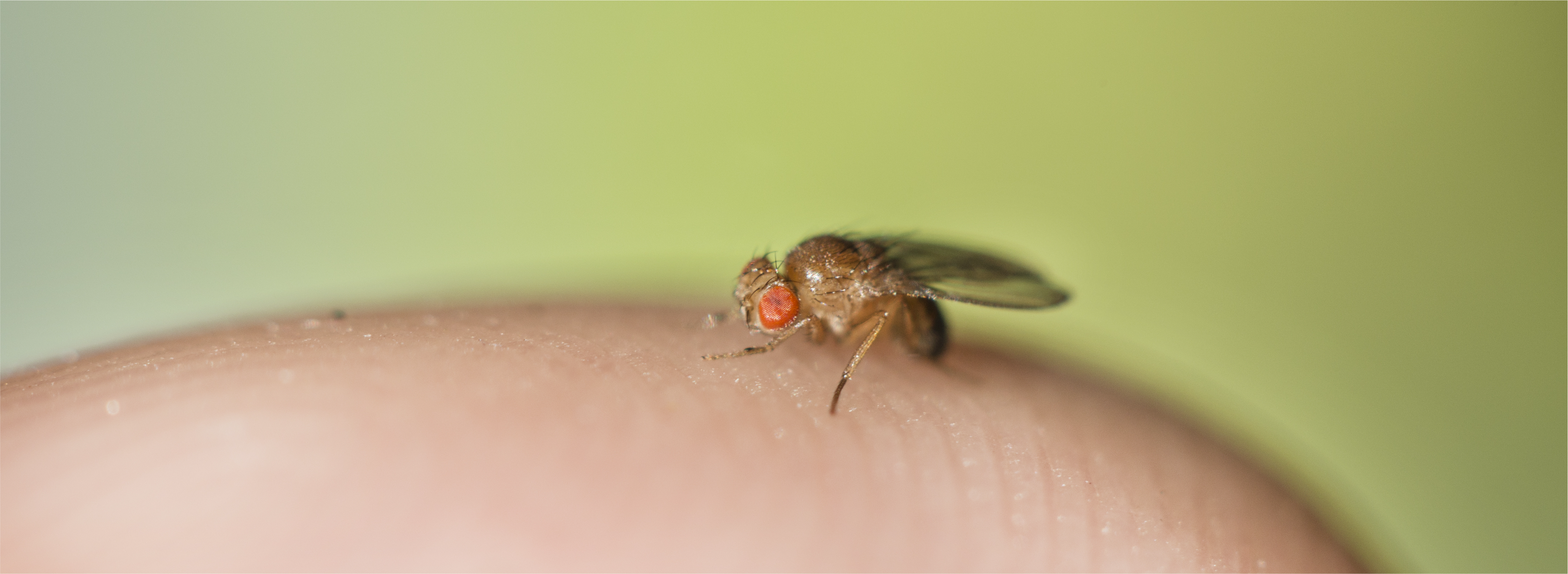 Banaanikärpänen sormen päällä.