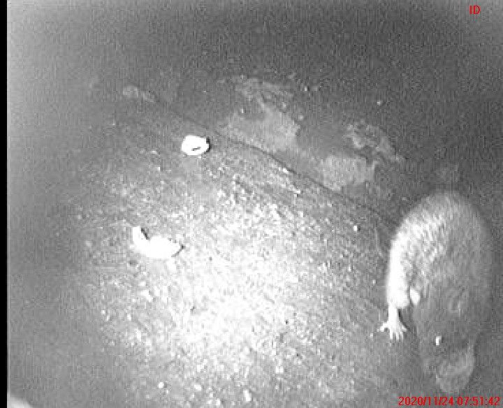 Smart Cam taltioi viemärissä videokuvaa kiinteistöä riivanneista rotista. 