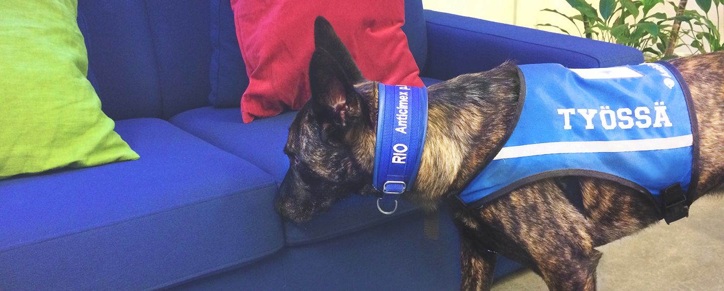 Anticimexin lutikkakoirat apuna