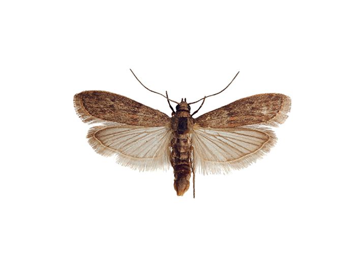 Mantelikoisa.