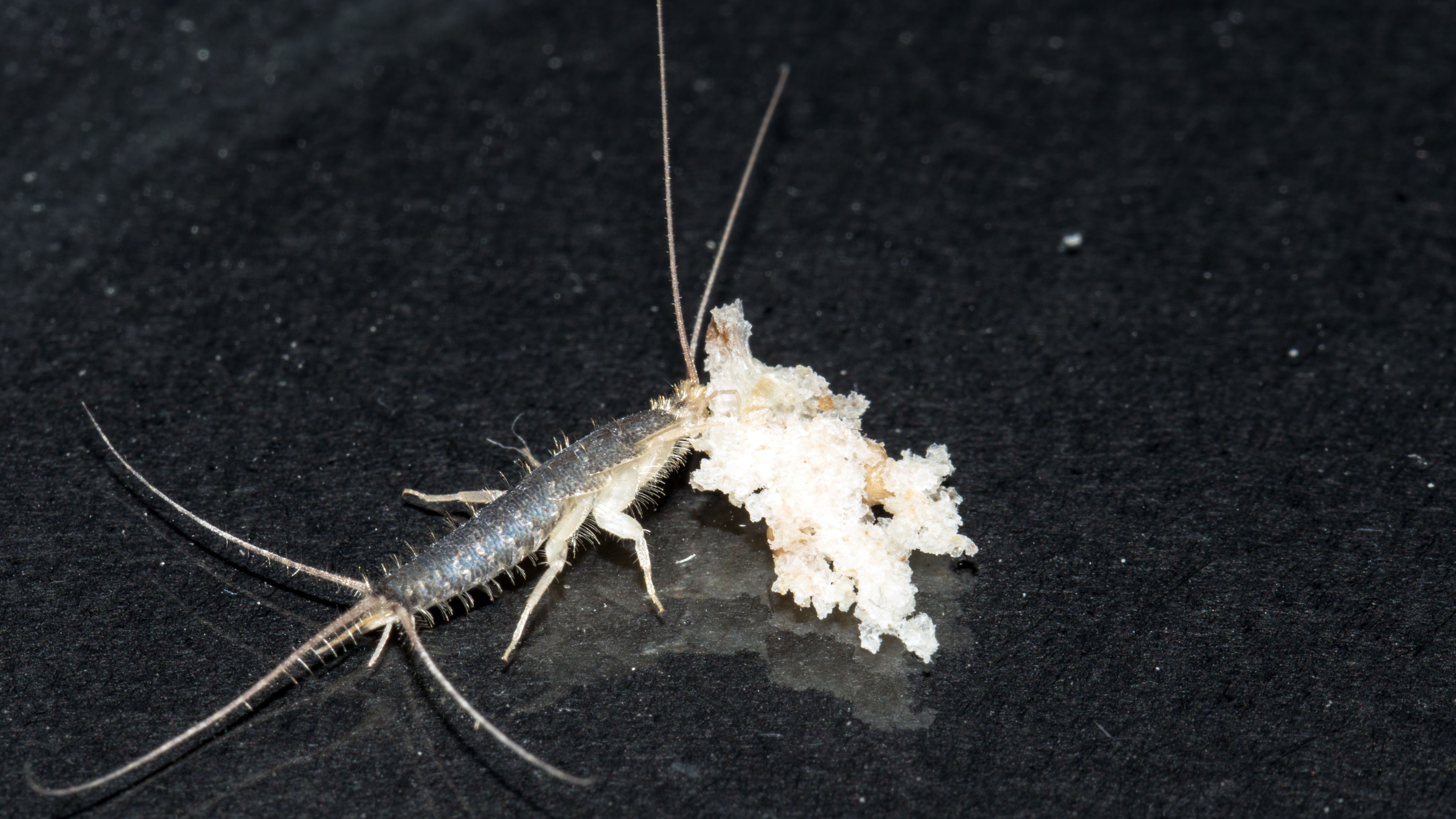 Paperitoukkien torjunta rakennuksissa.