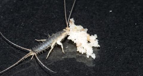 Paperitoukkien torjunta rakennuksissa.