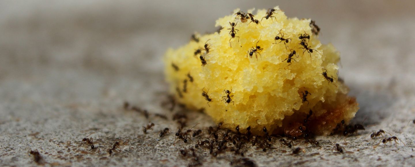 Sokerimuurahainen Svartmyra.