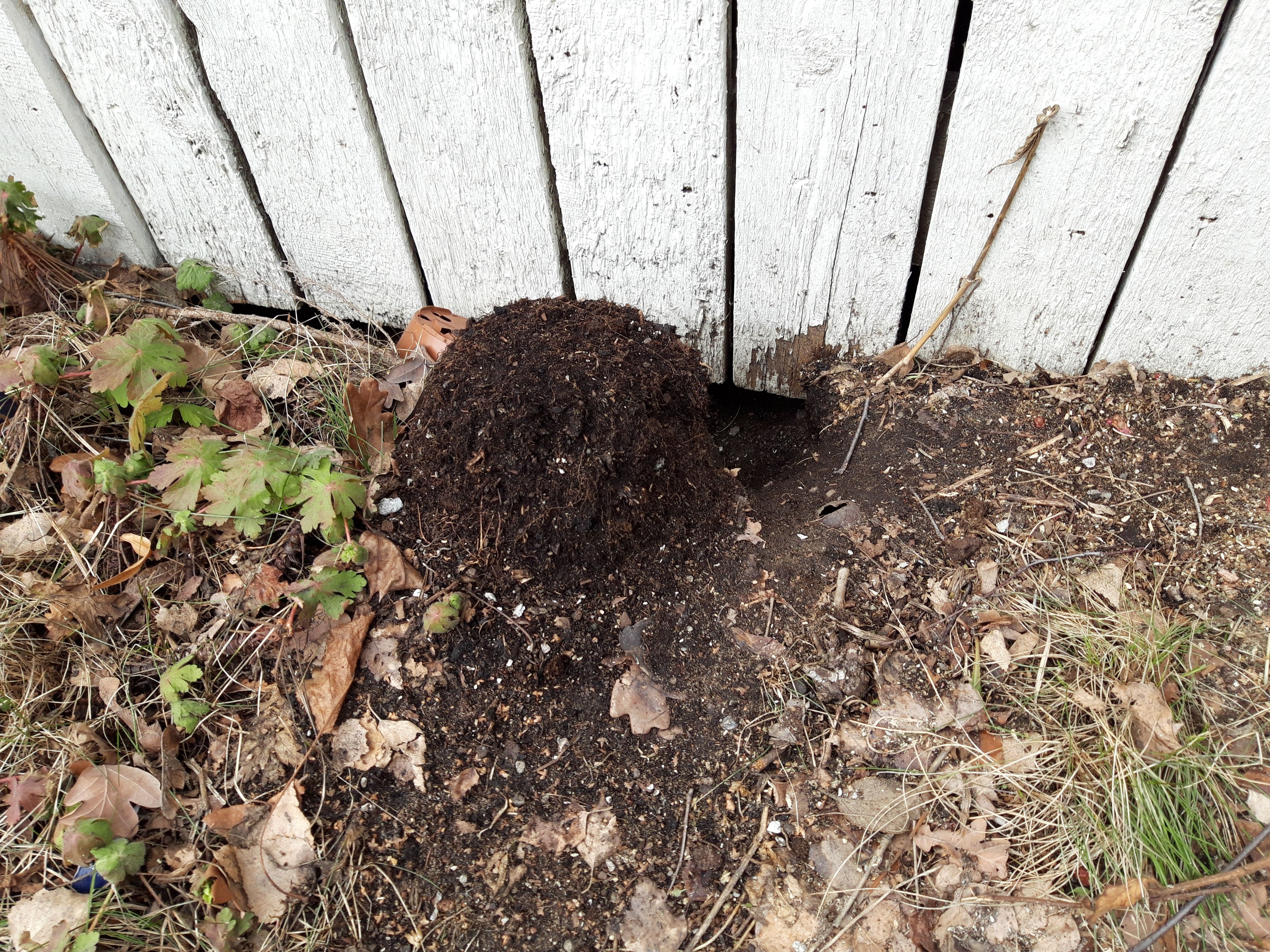 Rotat kaivavat pesäkäytäviä ja kulkureittejä maahan.