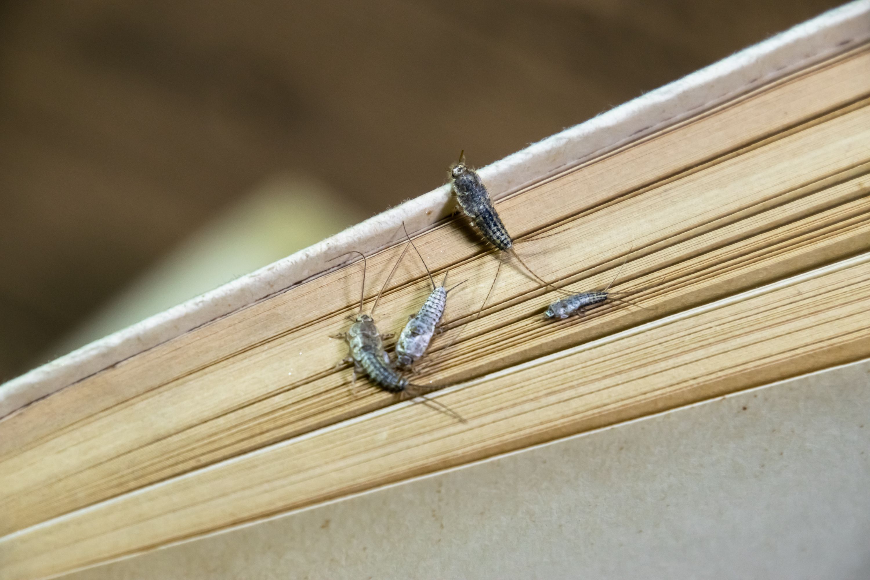 Paperitoukka – tehokkaasti leviävä sisätilojen tuholainen.