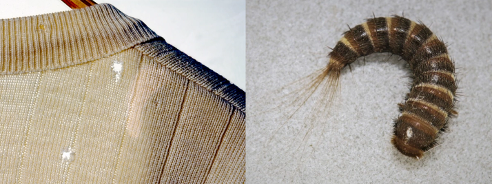 Turkiskuoriaisen toukka vioittaa tekstiilejä