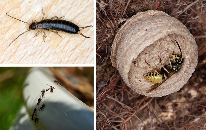 Pihtihäntä, sokerimuurahainen ja ampiainen