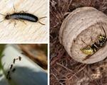 Kesähyönteisiä: pihtihäntä, sokerimuurahainen ja ampiainen