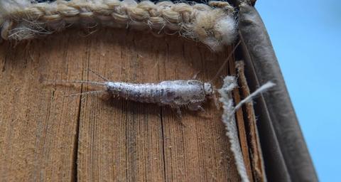 Paperitoukkien torjunta rakennuksissa.