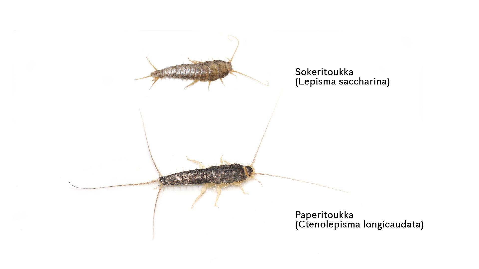 Sokeritoukan ja paperitoukan erottaminen.