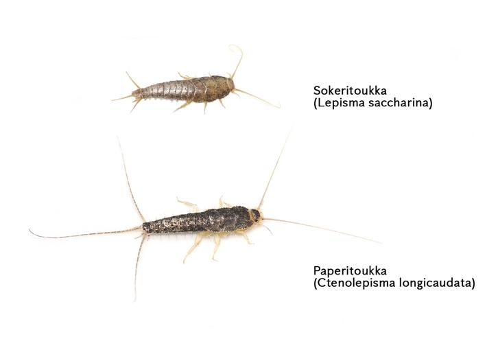 Paperitoukka – tehokkaasti leviävä sisätilojen tuholainen - Anticimex