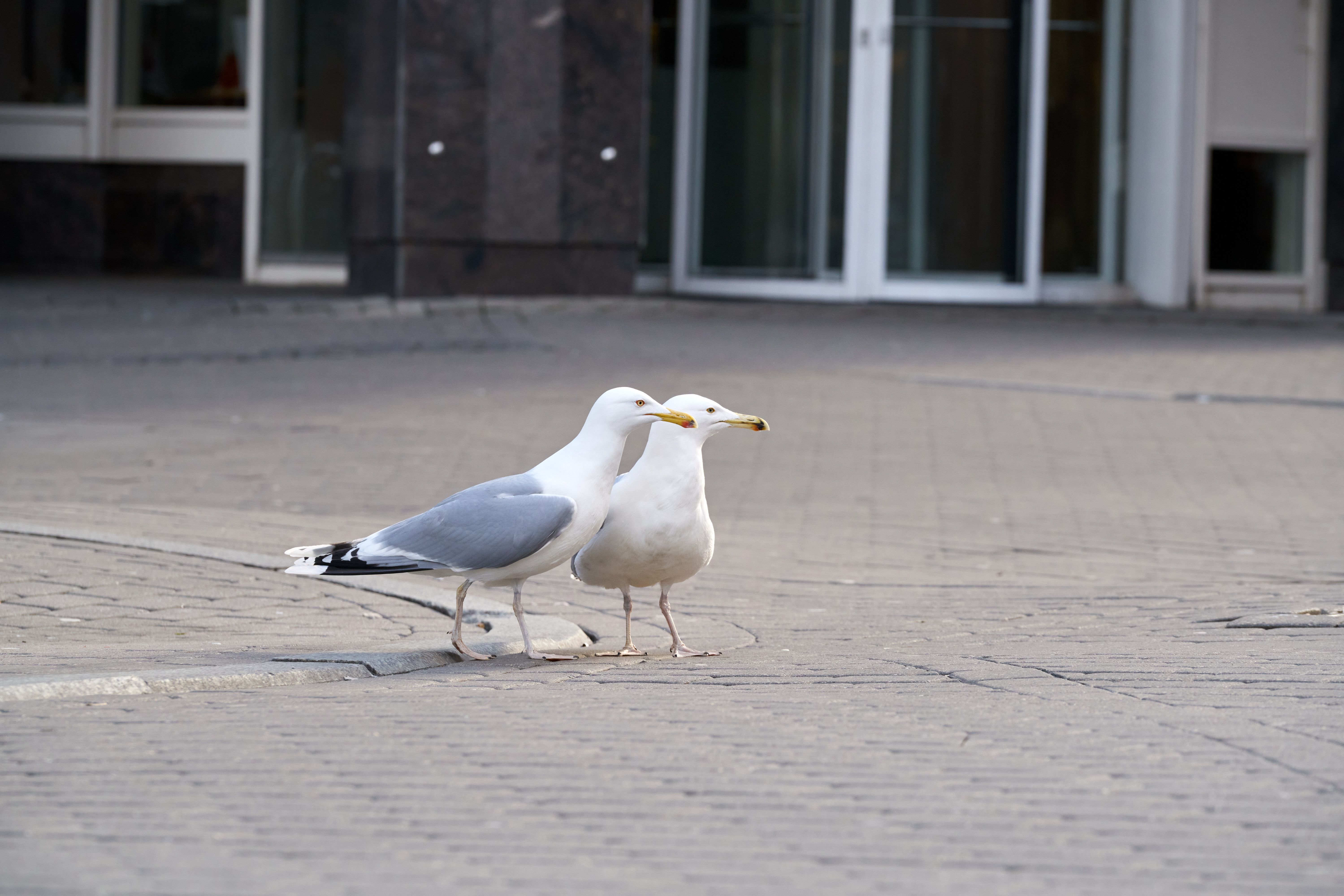 Lintujen torjunta hotelleissa