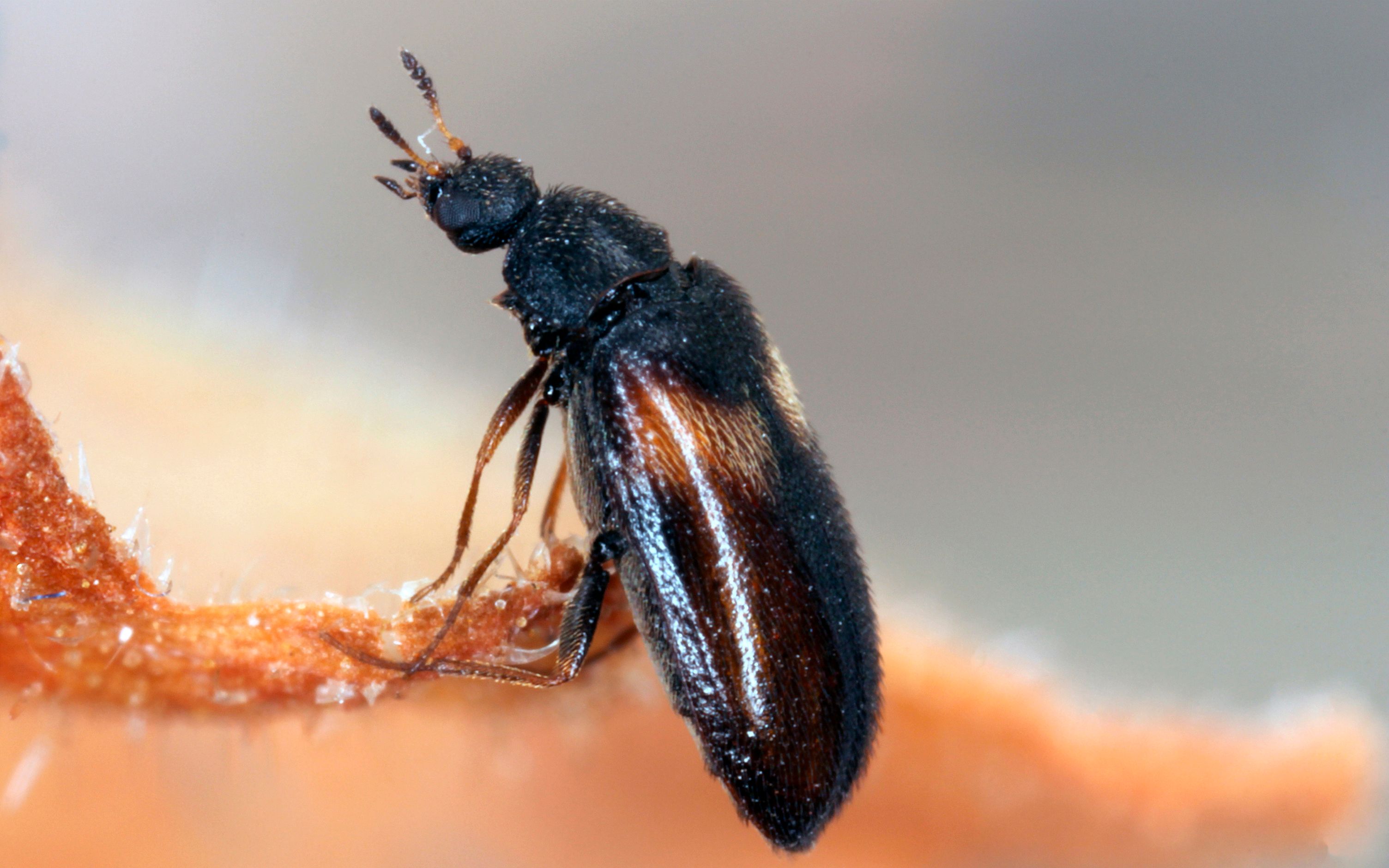 Aikuinen riesakuoriainen.