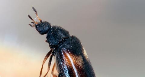 Aikuinen riesakuoriainen.