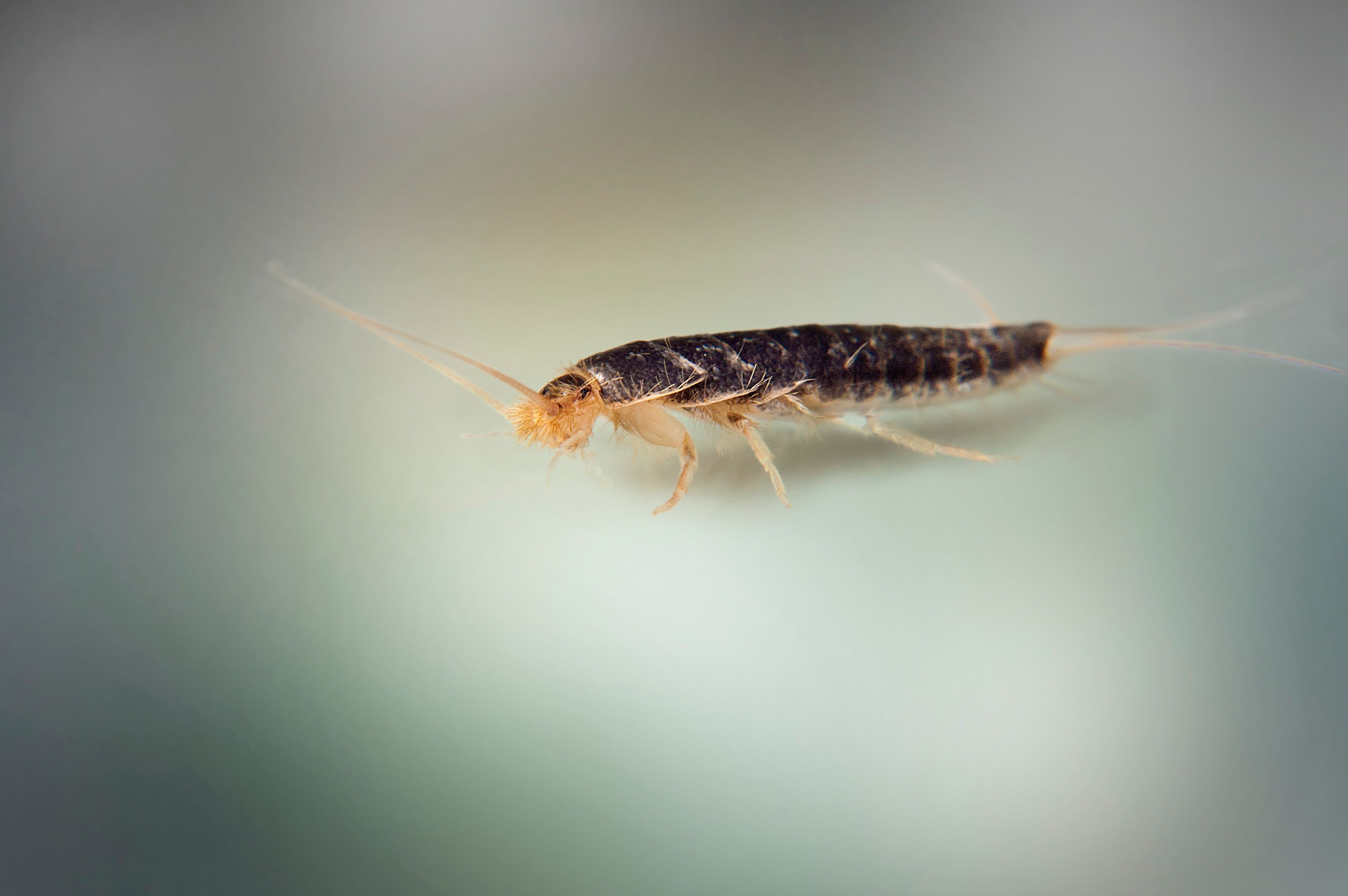 Paperitoukka on yleistynyt Suomessa.