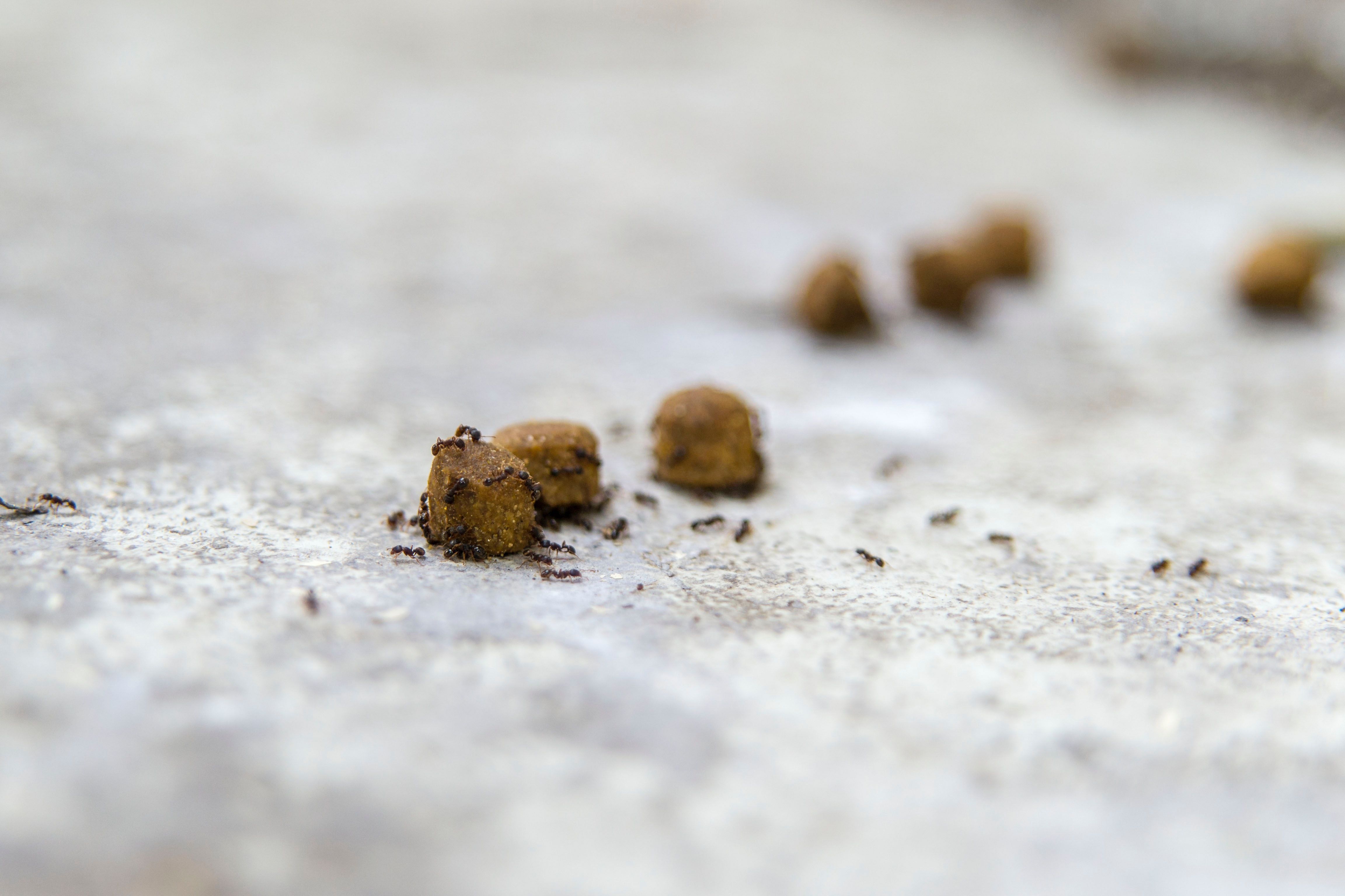 Muurahaisten torjunta Anticimexillä.