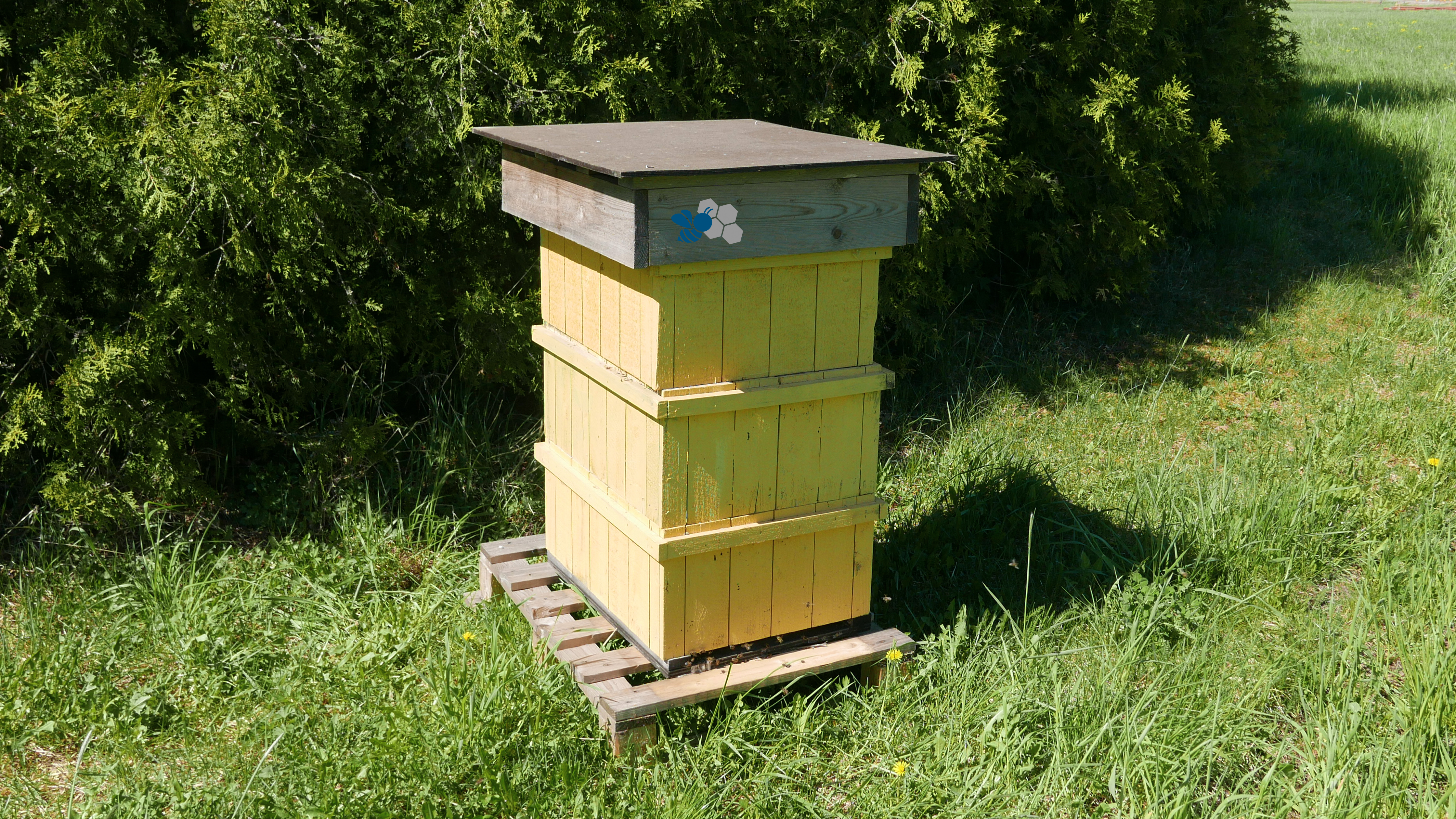 Anticimexin mehiläispesä