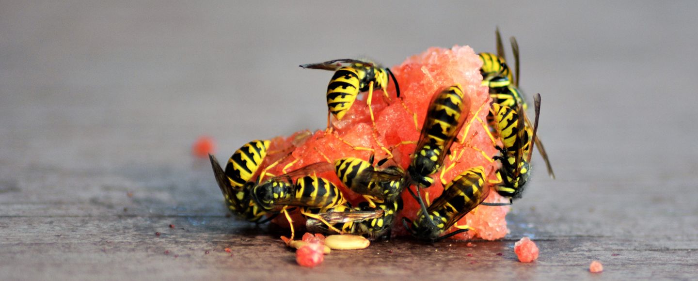 Pelkoa herättävä mutta hyödyllinen ampiainen.
