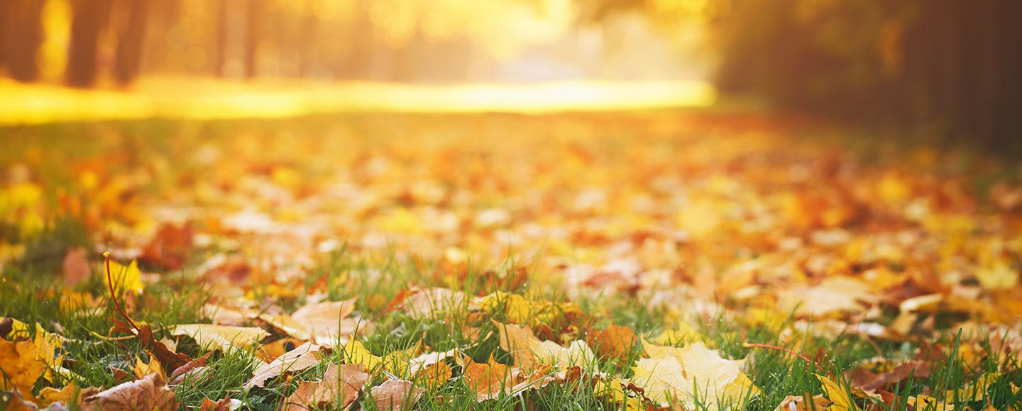 Tunnelmallinen syksy – ja siimahäntien ryntäys