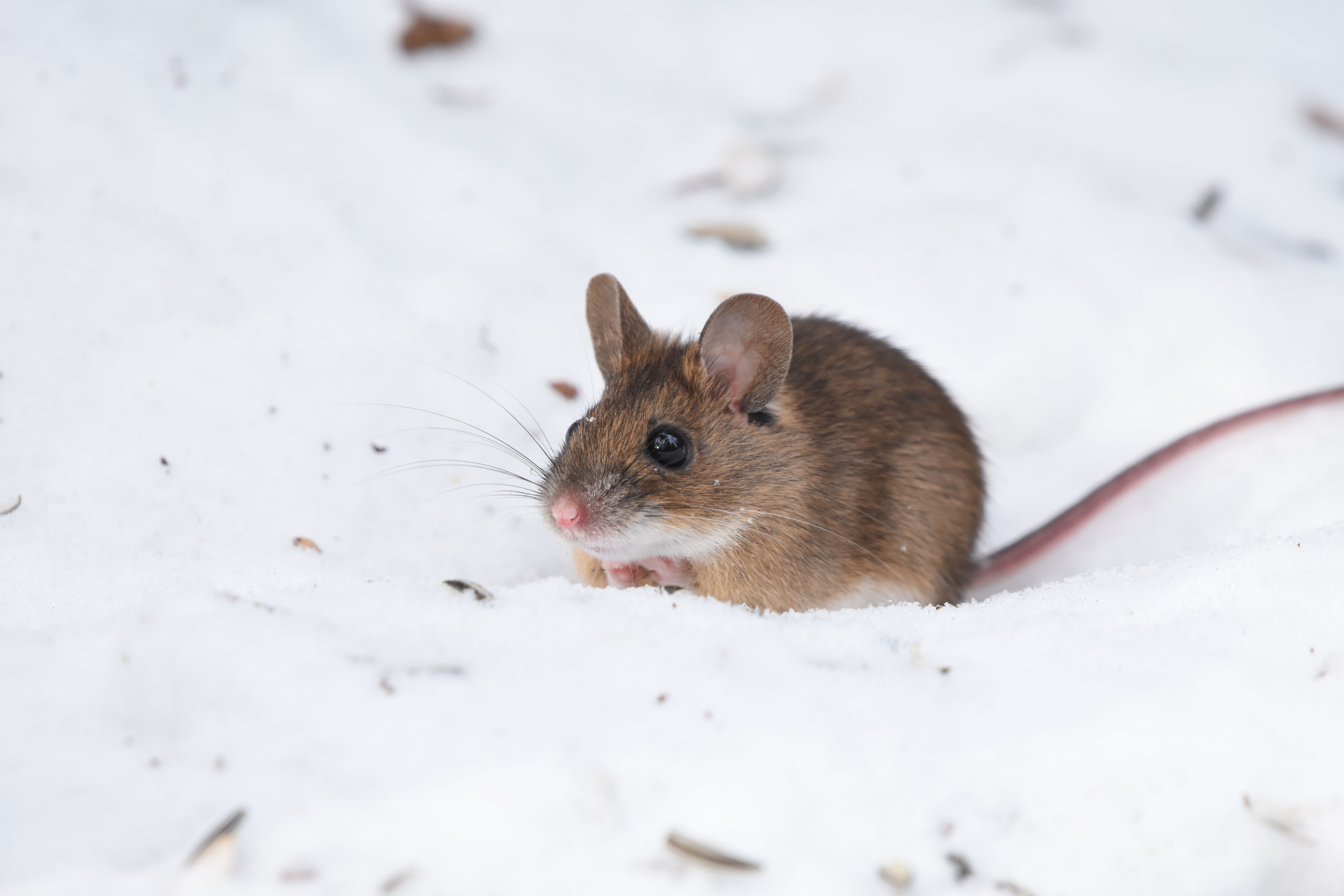 Äänikarkotteet voivat tarjota hetken helpotuksen, kunnes hiiret tottuvat ääneen.