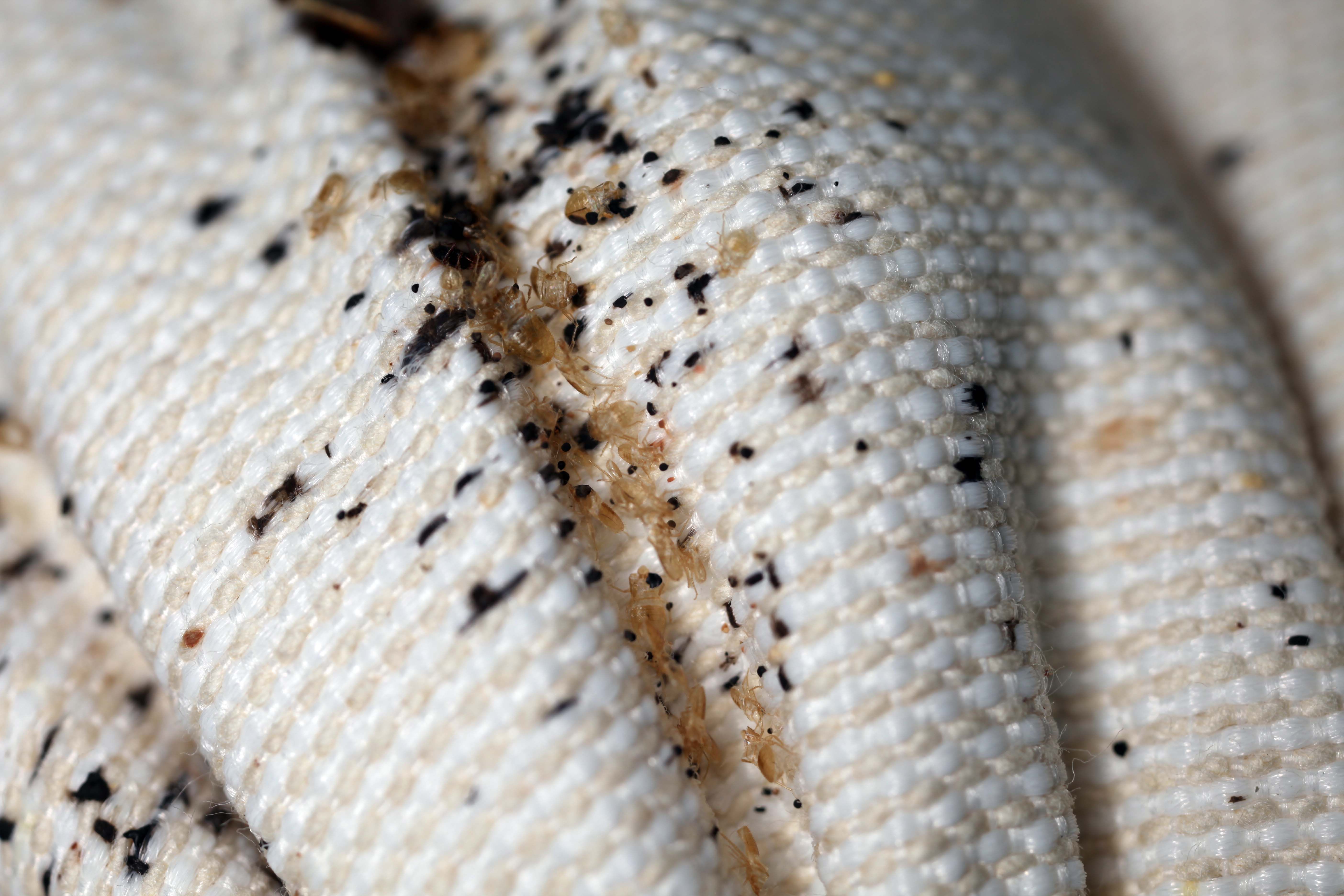 Sängystä tai tekstiileistä voi löytyä luteiden ulostejälkiä tai nahankappaleita.