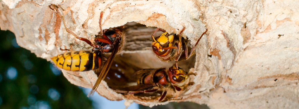 Herhiläiset ovat suurimpia ampiaisia.