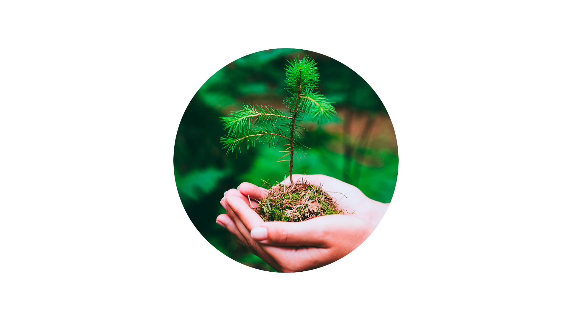 Istutamme puun jokaista Anticimex Smart -asennusta kohden.