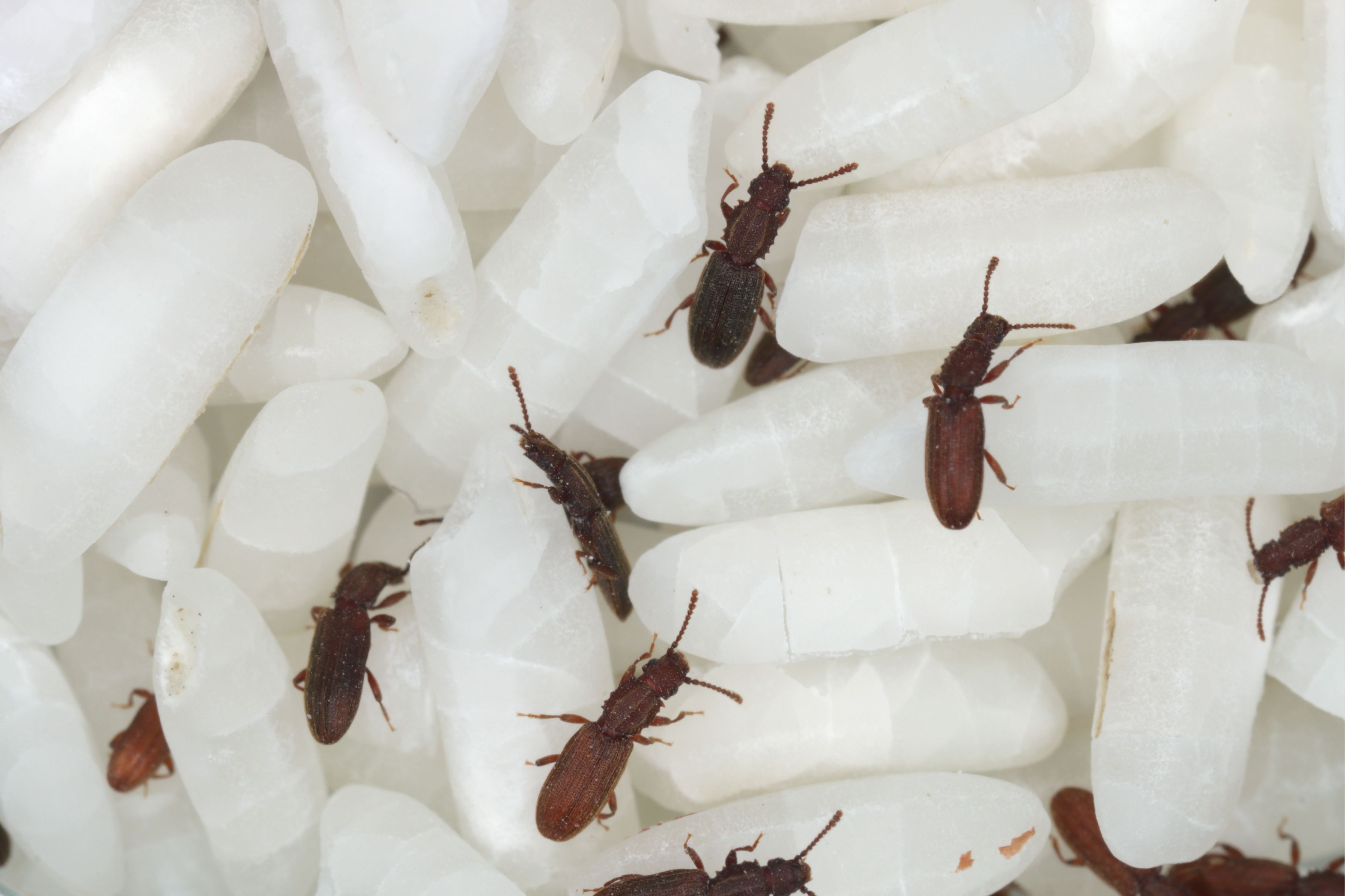 Riisihärötorjuntaan valmistautuminen