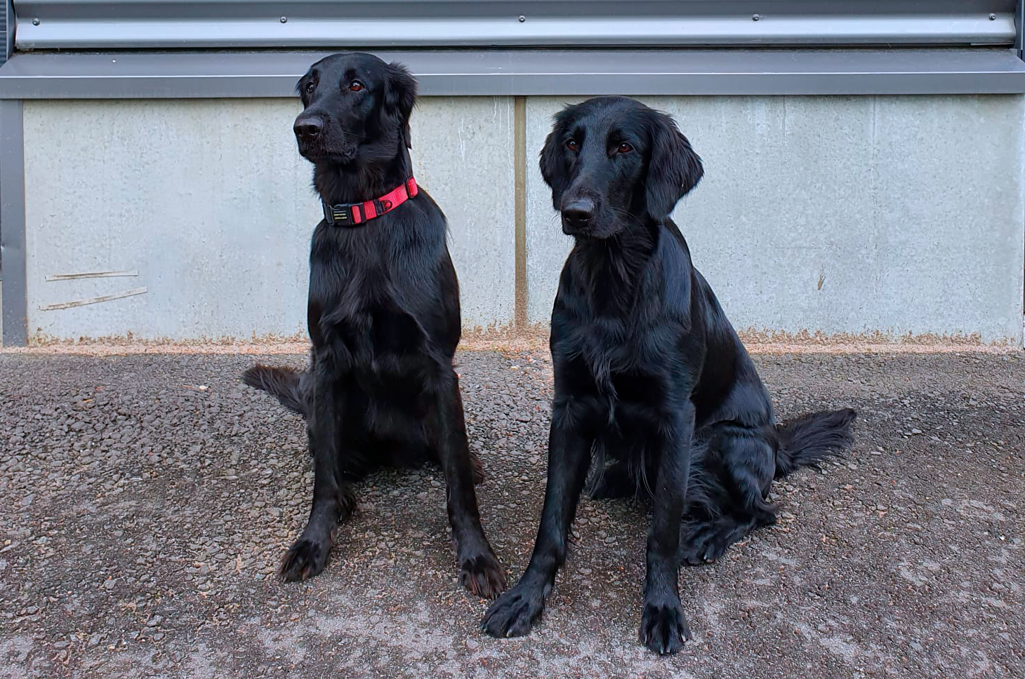 Anticimexin lutikkakoirat Ansa ja Rihla