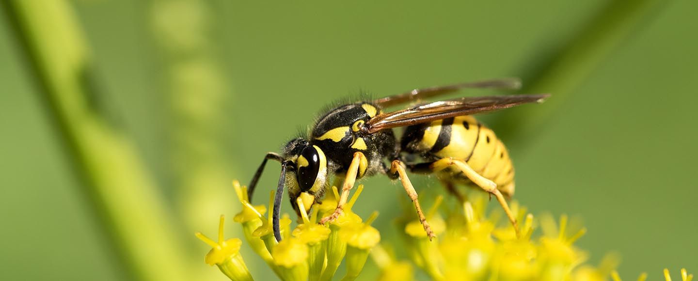 Vinkit ampiaistorjuntaan