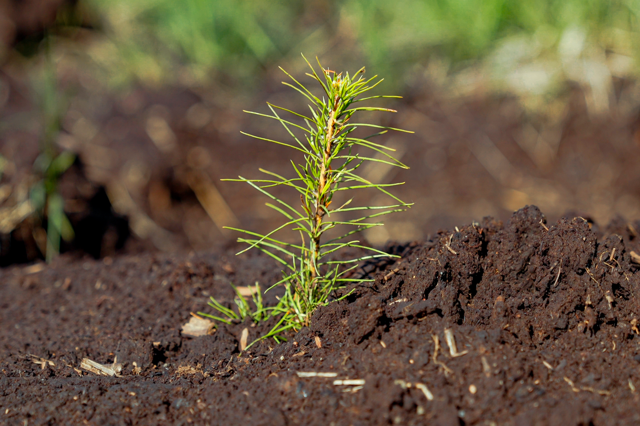 Yhteistyössä Istutapuita.fi