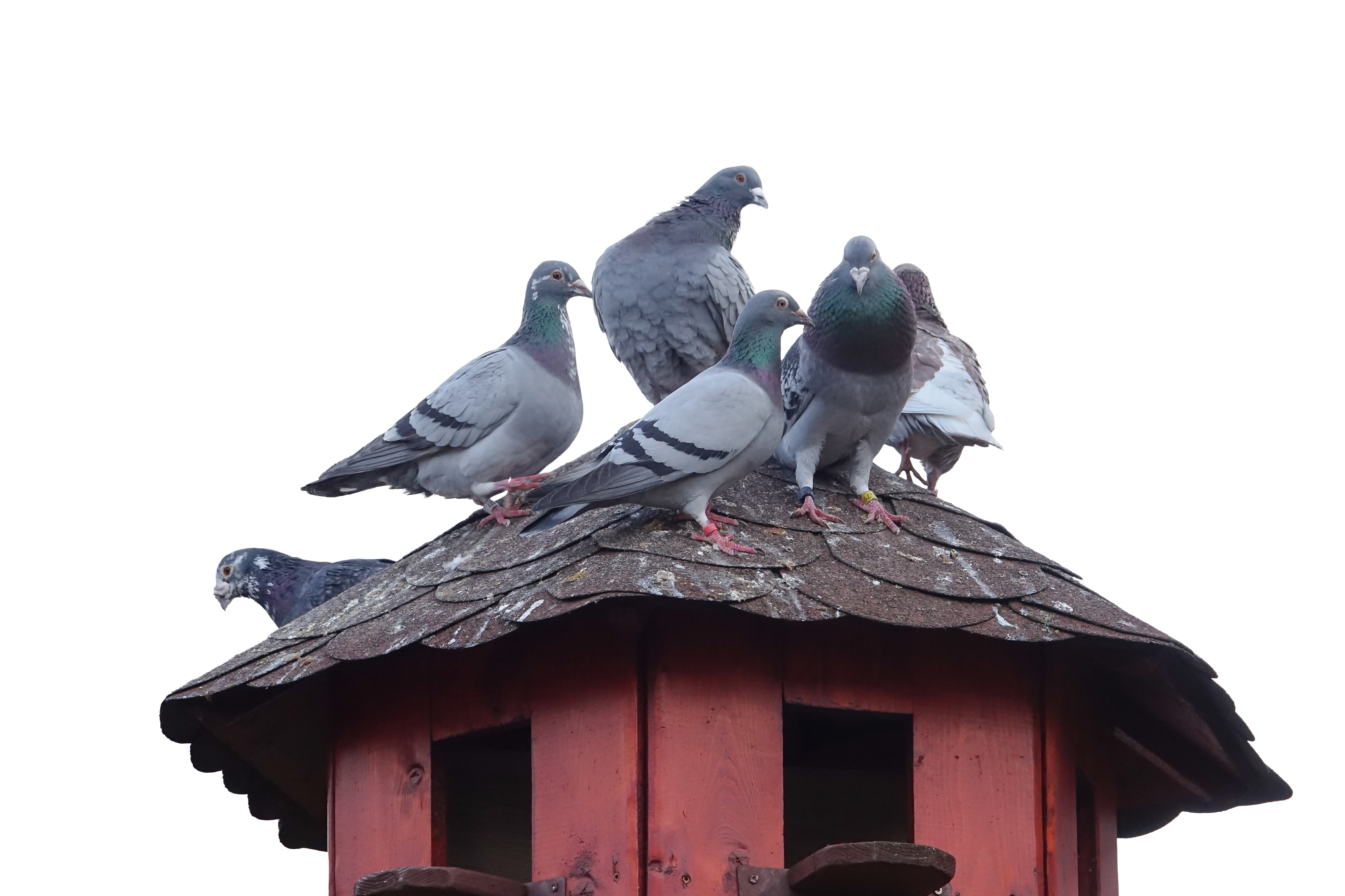 Kesykyyhkyjä eli puluja rakennuksen katolla.