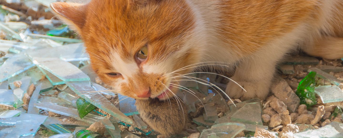 Suomen ensimmäinen alfakloraloosimyrkytys varmistettu